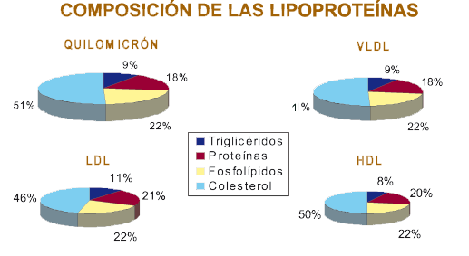 Composición de las lipoproteinas