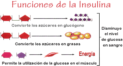 Funciones de la insulina