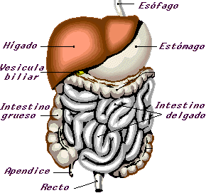 Digestión intestinal 